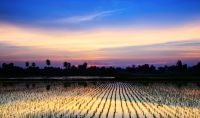 Sunset over rice fields South East Asia 